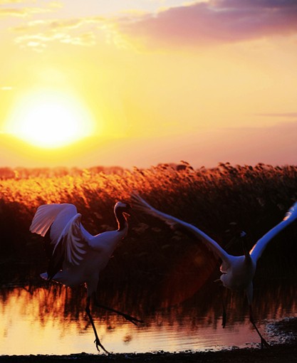 說(shuō)明: http://www.elegantliving.cn/atta/1357803205625.jpg